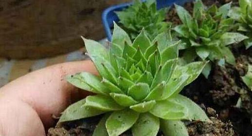 观音莲施肥指南：哪种肥料最适合观音莲？