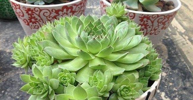 观音莲施肥指南：哪种肥料最适合观音莲？