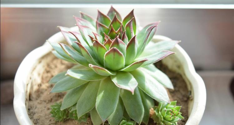 观音莲如何正确浇水？掌握浇水技巧避免烂根？