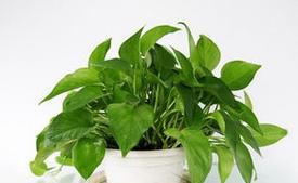 绿萝开花象征着什么？绿萝开花的含义和常见问题解答？