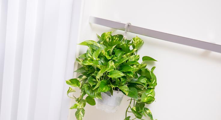 绿萝开花象征着什么？绿萝开花的含义和常见问题解答？