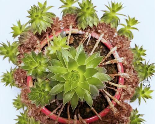 观音莲介壳虫如何防治？有效药物有哪些？