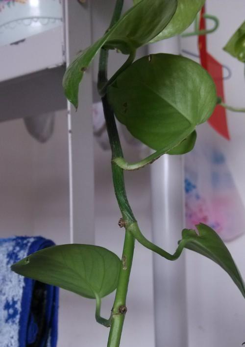 绿萝象征什么？绿萝的寓意和养护方法有哪些？