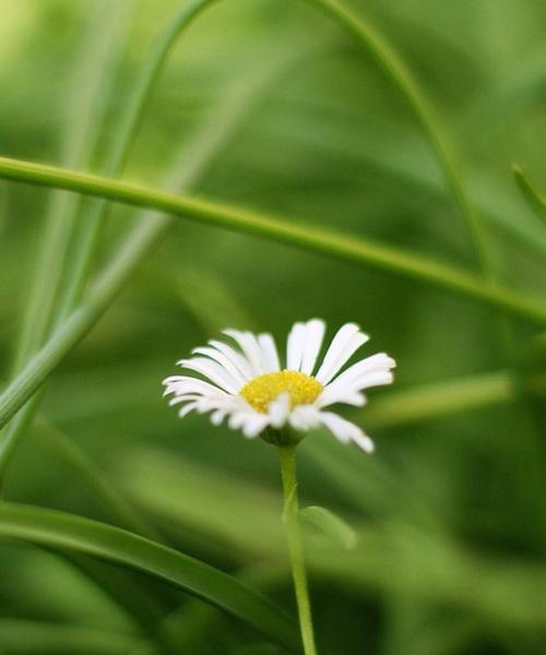 绿色的雏菊花语代表什么含义？