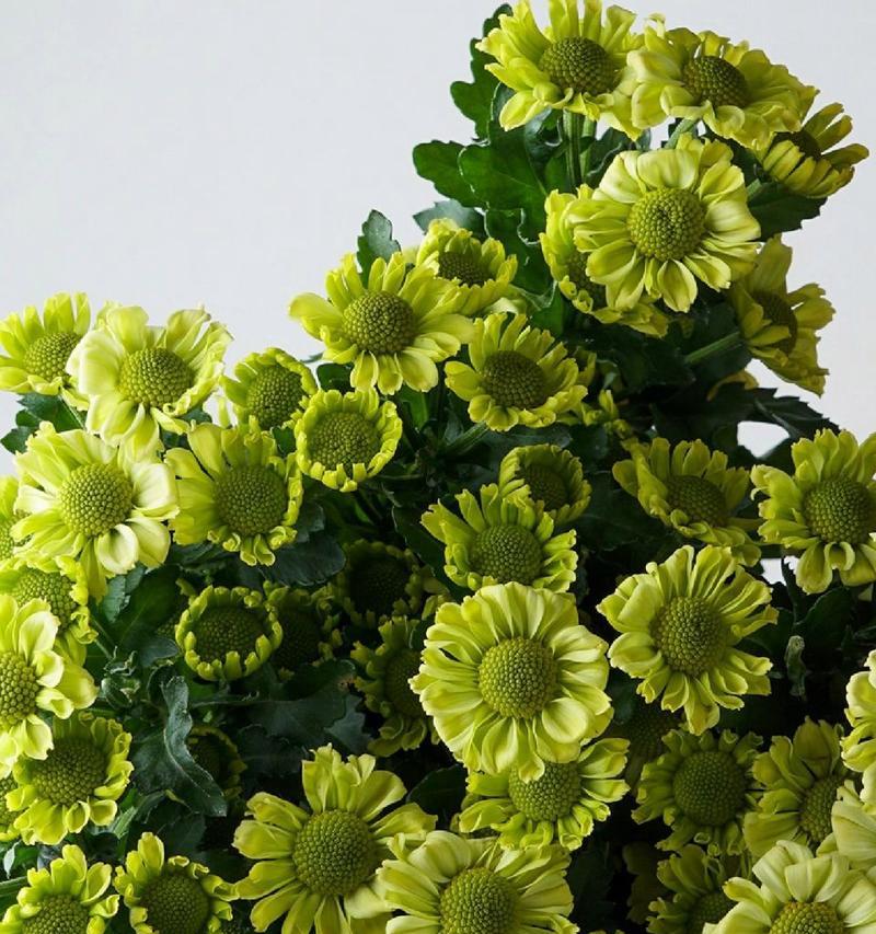 绿色的雏菊花语代表什么含义？