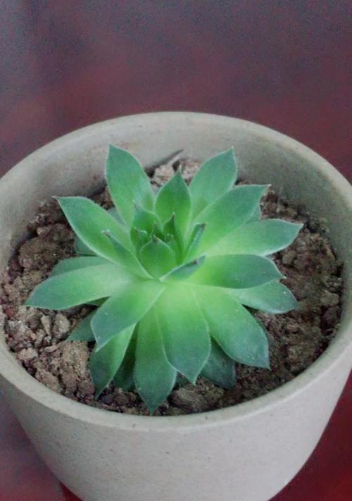 观音莲需要多少阳光？如何正确养护？