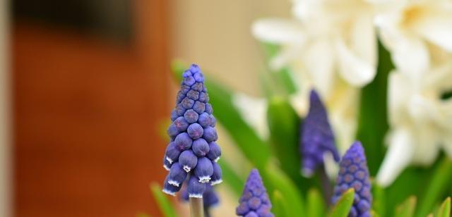 绿色风信子代表什么？花语含义有哪些常见误解？