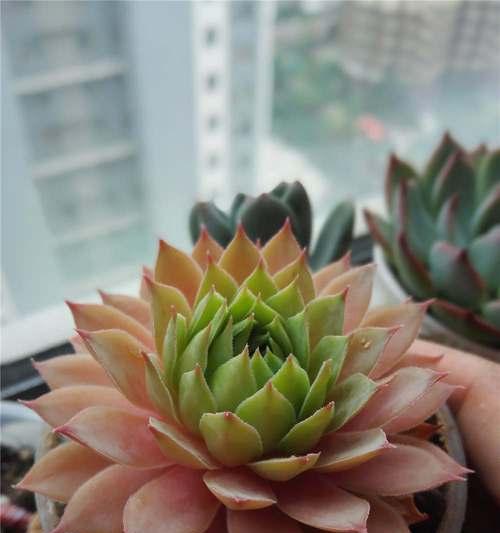 观音莲需要多少阳光？如何正确养护？