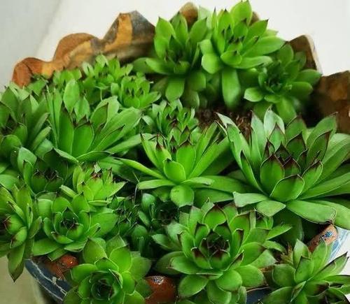 观音莲小崽的怎么移植？移植后如何护理以确保成活？