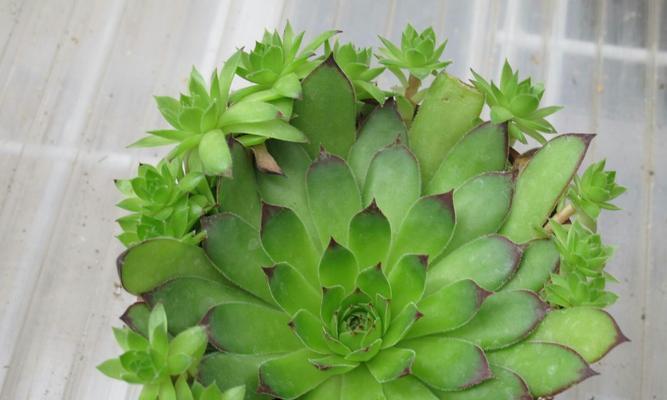 观音莲小崽的怎么移植？移植后如何护理以确保成活？