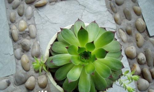 观音莲小崽的怎么移植？移植后如何护理以确保成活？