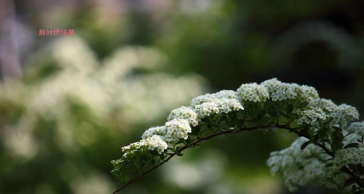 麻叶绣线菊花语是什么？如何表达爱意？