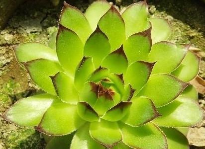 观音莲叶子变软怎么办？如何恢复其健康状态？