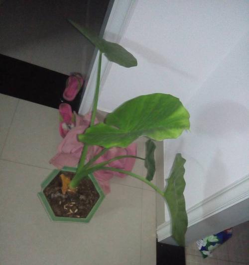 观音莲叶子下垂怎么办？如何正确处理和恢复？