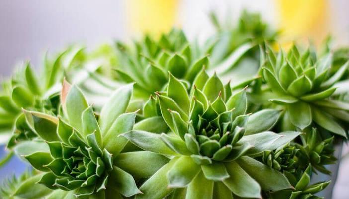 观音莲种植用大盆还是小盆好？如何选择合适尺寸？