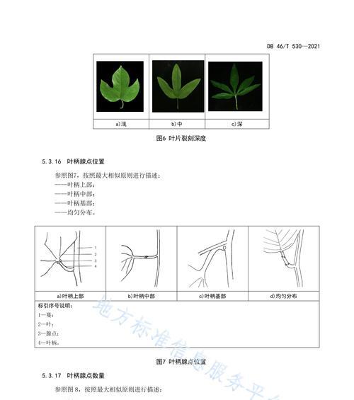 观音莲分株方法是什么？步骤详解及注意事项有哪些？