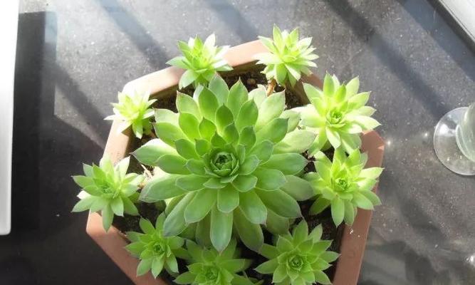 观音莲如何养成老桩造型？需要多长时间？