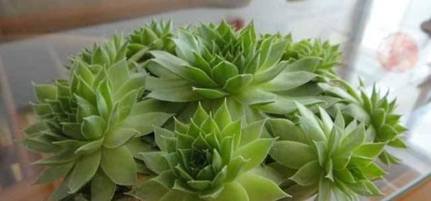 观音莲怎么养好看？修剪出好看造型的技巧是什么？