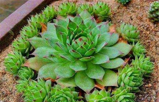 观音莲怎么养好看？修剪出好看造型的技巧是什么？