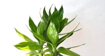 观音竹冬天会冻死吗？如何在寒冷季节保护观音竹？