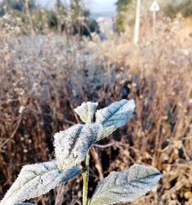 观音竹冬天会冻死吗？如何在寒冷季节保护观音竹？