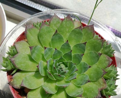 观音竹会开花吗？开花时是什么样的？