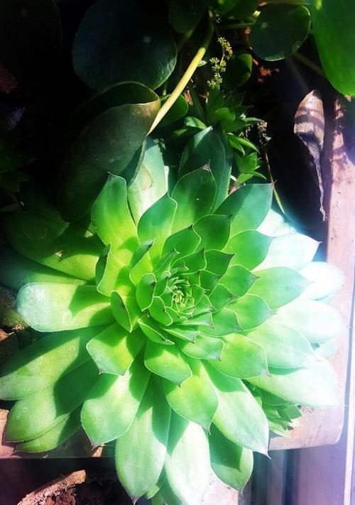 观音竹会开花吗？开花时是什么样的？