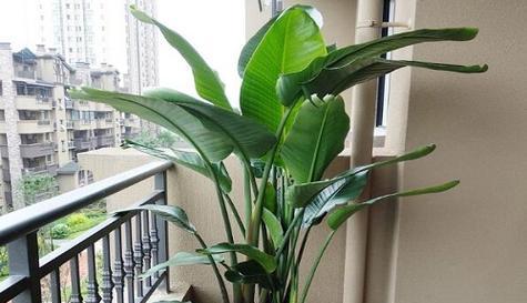 观音竹可以浇啤酒吗？这样做有什么好处和风险？