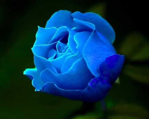 玫瑰的花语是什么？如何正确解读玫瑰的花语和意义？