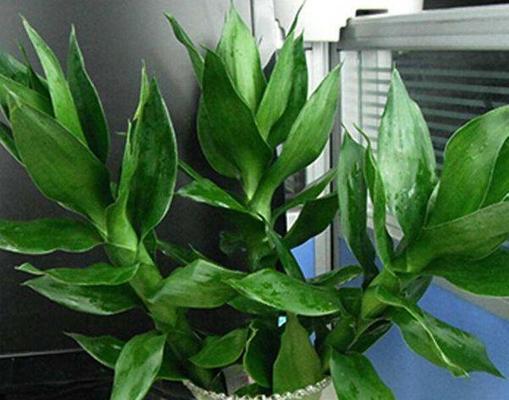观音竹能种在土里吗？种植方法和注意事项是什么？
