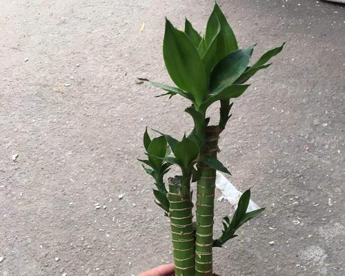 观音竹能种在土里吗？种植方法和注意事项是什么？