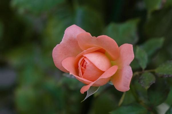 玫瑰花样的植物是什么意思？它代表了哪些象征意义？