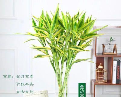 观音竹水培和土培哪种更适合？优缺点对比分析？