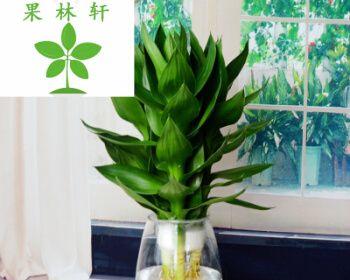 观音竹水培和土培哪种更适合？优缺点对比分析？