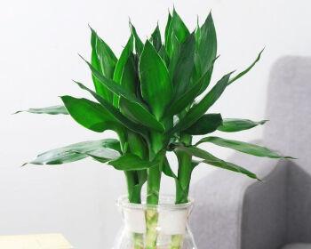 观音竹用什么水养最好？水养观音竹的正确方法是什么？