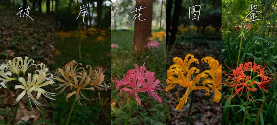 玫瑰石蒜的花语有哪些含义？