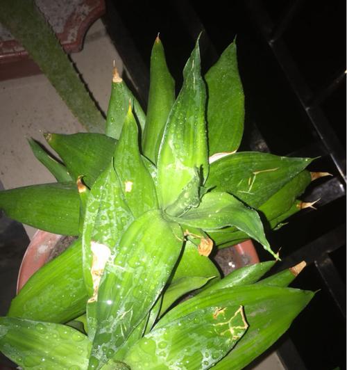 观音竹用什么土养好？如何选择合适的土壤？