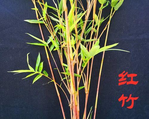 观音竹水养方法是什么？如何保持观音竹水养的健康生长？