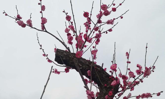 梅花先花后叶有什么寓意？梅花的花语和象征意义是什么？