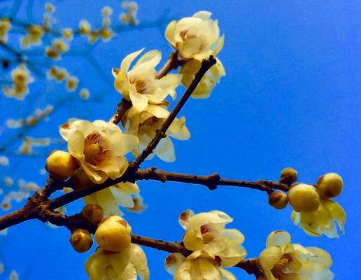 梅花先花后叶有什么寓意？梅花的花语和象征意义是什么？
