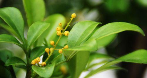 米兰花的花语代表什么？如何正确解读米兰花的含义？
