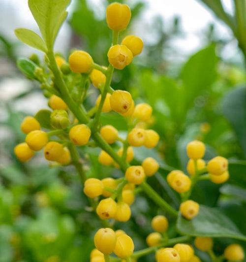 米兰花的花语代表什么？如何正确解读米兰花的含义？