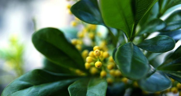 米兰花的花语代表什么？如何正确解读米兰花的含义？