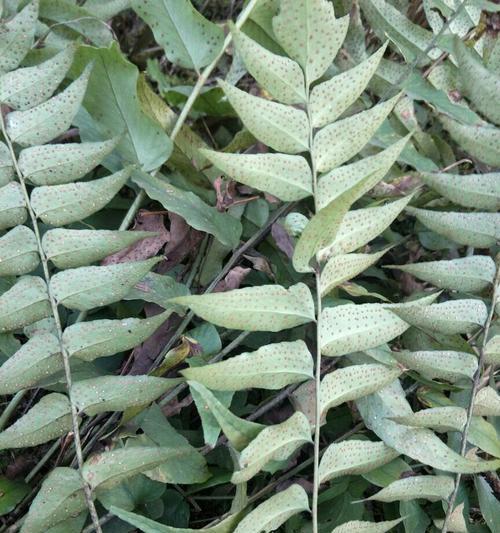 贯众属于蕨类植物吗？贯众的分类和特点是什么？