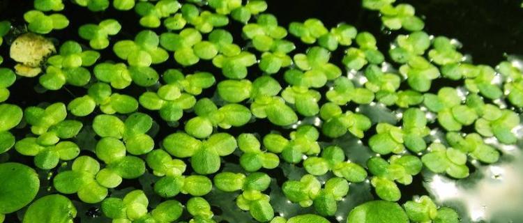贯众属于藻类植物吗？贯众的分类和特性是什么？
