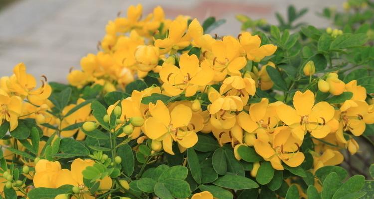灌木花卉有哪些种类？如何选择适合的灌木花卉？