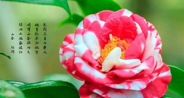 牡丹和荷花的寓意分别是什么？如何理解它们的文化象征？