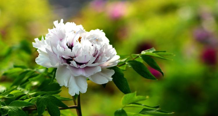 牡丹花象征着什么？牡丹花的寓意有哪些常见问题？