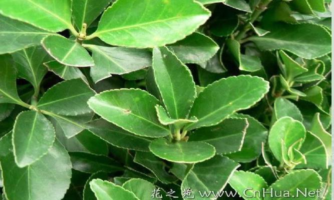 灌木属于木本植物吗？它们有什么特点？