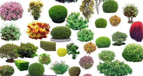 灌木属于木本植物吗？它们有什么特点？